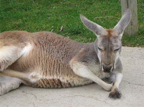 Twins in the Cities: Columbus Zoo, Ohio