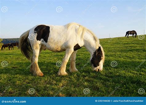 Galineers Cob Traditional Gypsy Cob Irish Cob Gypsy Horse In