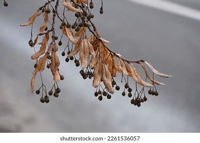 2,468 Linden Tree Seeds Images, Stock Photos, and Vectors | Shutterstock