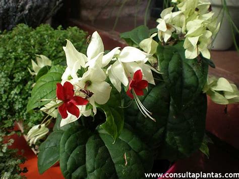 Clerodendrum Thomsoniae O Clerodendro Africano Cuidados