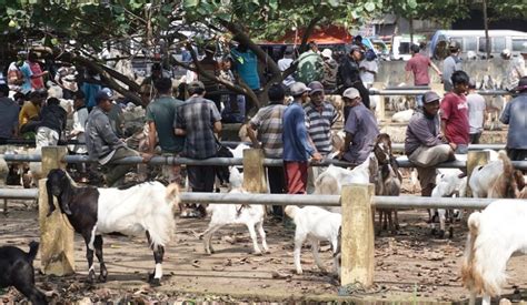 Sejumlah Pasar Hewan Di Kabupaten Batang Kembali Dibuka Suryamedia Id