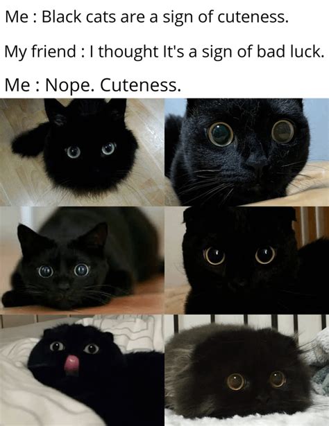 Black Cats Being Cute Af Rcute