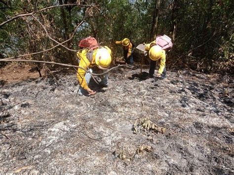 Brigadas Combaten Dos Incendios En Tequila