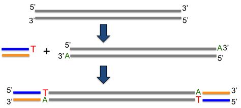 Ligación Del Adaptador Labster Theory