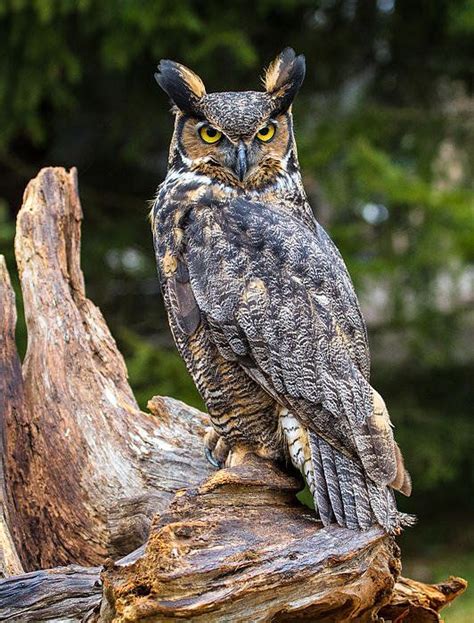 Great Horned Owl Print By Craig Brown Horned Owl Owl Great Horned Owl