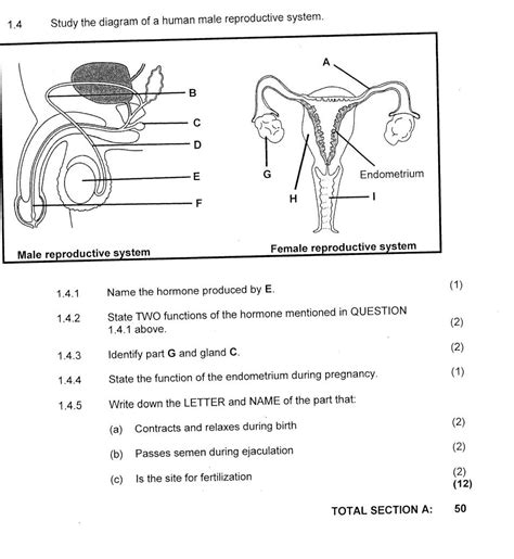 Human Reproductive System Worksheets