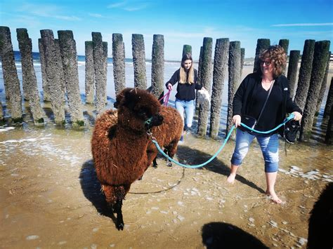 Wandelen Met Alpaca S Alpacaervaringen Hoeve Larenburg