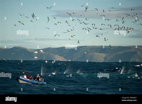 Cape Gannets Morus Capensis Diving Around Boat With Tourist