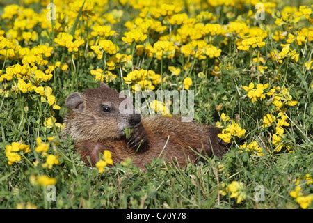 Baby Groundhog or Woodchuck Marmota monax in den entrance Eastern North America Stock Photo - Alamy