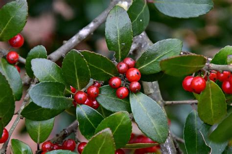 Yaupon Holly Ilex Vomitoria Florida Native Plants Native Plants