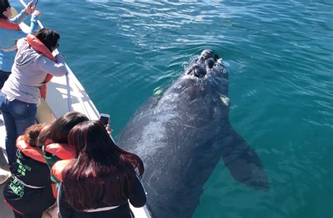 Preguntas Frecuentes Sobre Avistaje De Ballenas En Puerto Madryn