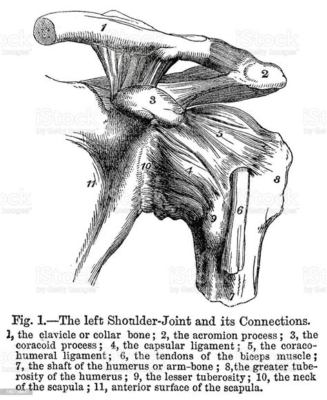 left shoulder joint stock illustration  image  diagram