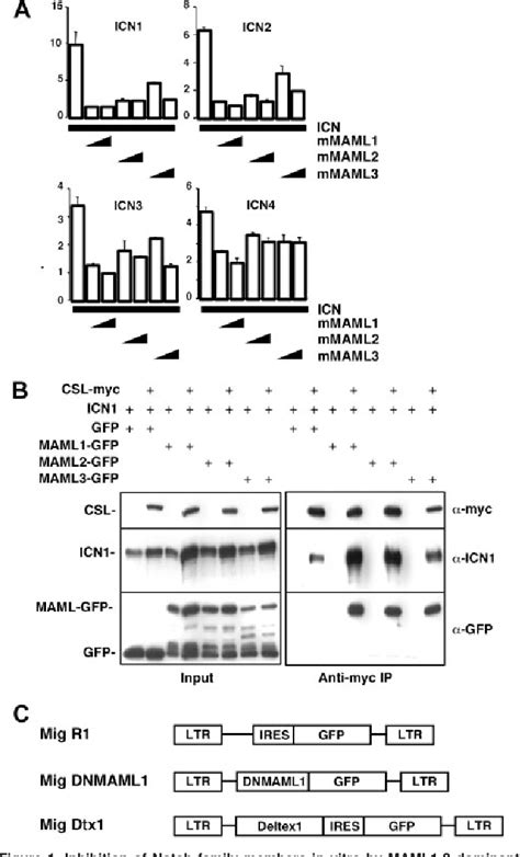 Figure From Mastermind Critically Regulates Notch Mediated Lymphoid