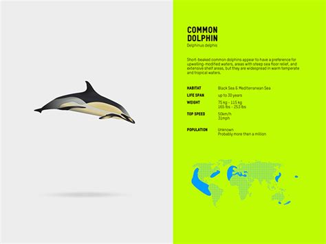 Cetacea Table on Behance