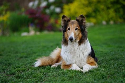 25 Herding Dog Breeds That Love To Work And Play