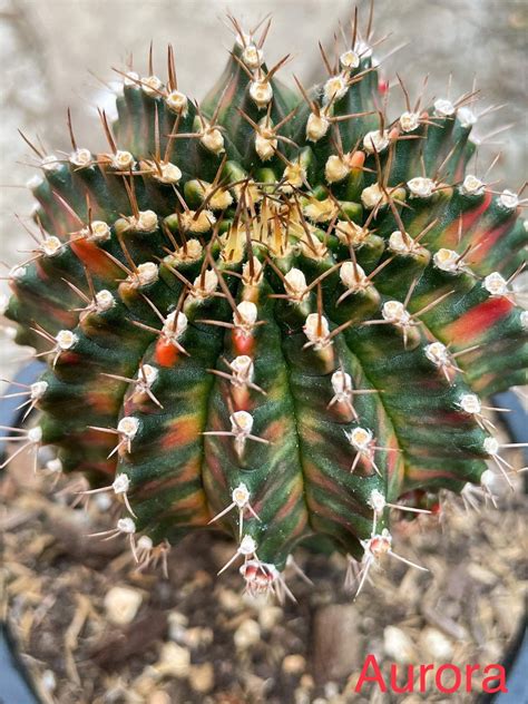 10 X Aurora Gymnocalycium Mihanovichii Variegated Rarely Etsy Singapore