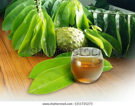 Soursop Leaves Fruit Tea Stock Photo 1311725273 | Shutterstock