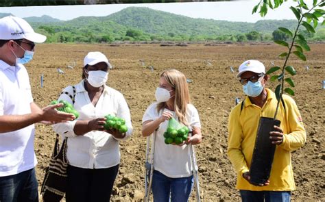 Con la siembra de limón tahití generamos productividad en 70 hectáreas