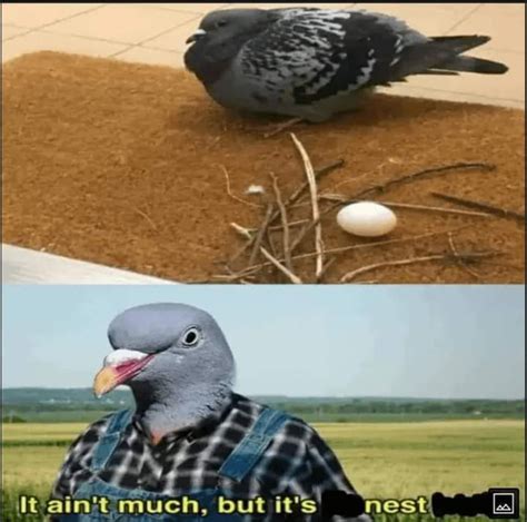 Man pigeons are so dumb - 9GAG