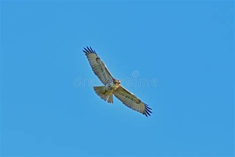 A Hawk Hovering Stock Image Image Of Large Bush Animal 113961417