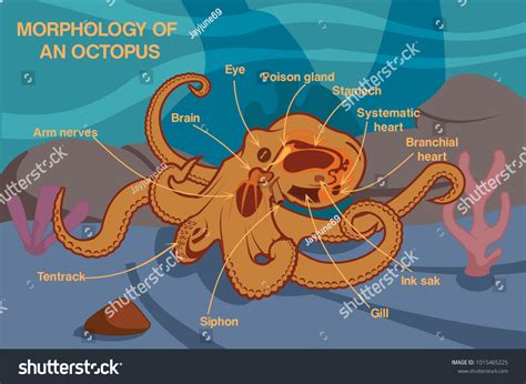 237 Octopus Anatomy Images, Stock Photos & Vectors | Shutterstock