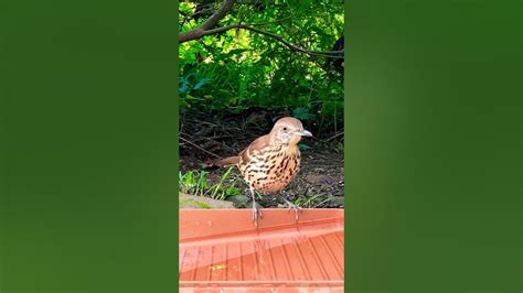 Brown Thrasher Up Close Browntrasher Birder Birders Youtube