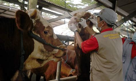 Masyarakat Diminta Periksa Sertifikat Sehat Sebelum Beli Hewan Kurban