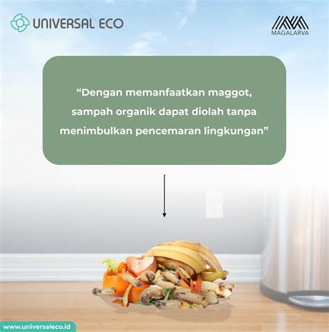 Universal Eco X Magalarva Kemampuan Maggot Olah Sampah Organik