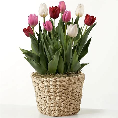 Best Flower Delivery Services For Valentine's Day 2024 | PS Home