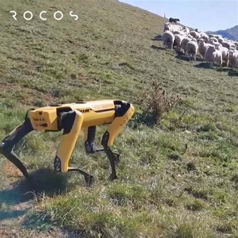 Robot Dog Trials Sheep Herding In New Zealand