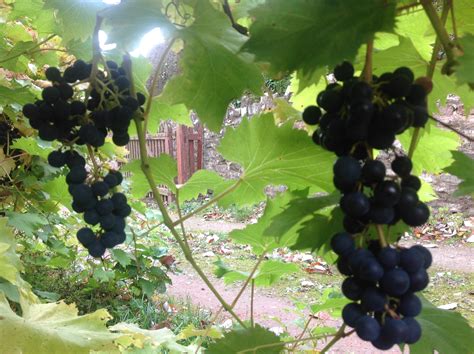 Grape vine identification — BBC Gardeners' World Magazine