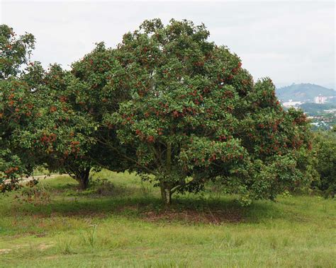 Nephelium Lappaceum GardensOnline