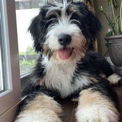 Pros And Cons Of Owning A Bernedoodle Lover Doodles