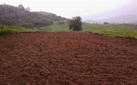 Winter Rye Layered Food Plot Progression | Whitetail Habitat Solutions