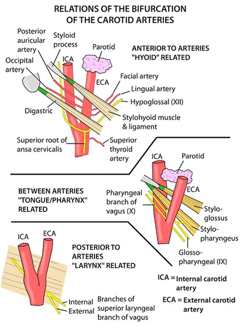 Anatomy Of Carotid Artery - ANATOMY