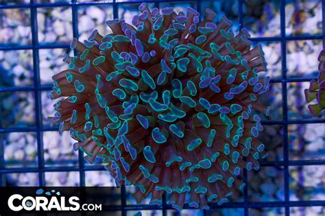 Big Branching Hammer Frag Australia Green Mixed Corals