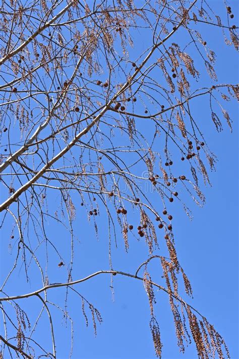 Dawn Redwood Metasequoia Trees And Fruits In Winter Time Stock Photo