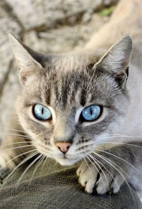 What is a Lynx Point Siamese Cat? Personality & Features ...