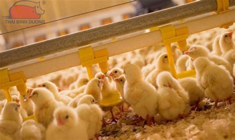 kinh nghiem nuoi ga de va ga  hieu qua cao