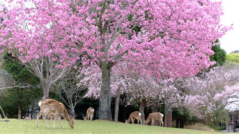 Ultimate Cherry Blossom Map in Kansai - WAttention.com