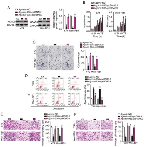 Reintroduction Of Hdac9 Abrogates The Tumor Suppressive Activity Of