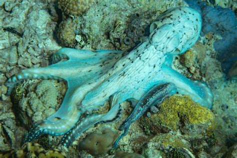 Camouflage Octopus: Over 4,221 Royalty-Free Licensable Stock Photos ...