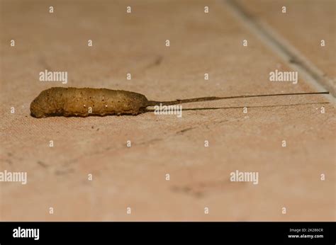 Rat-tailed maggot seeking a suitable place to pupate Stock Photo - Alamy