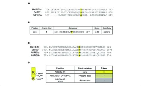 | Identification of conserved amino acid sites important for AtIRE1a... | Download Scientific ...