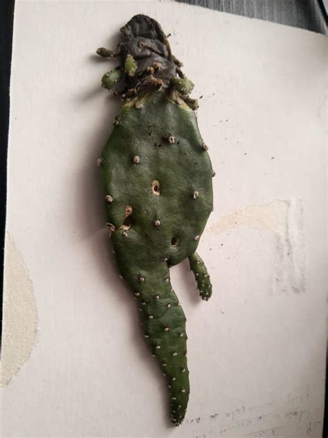 Any way to revive this? : r/plantclinic