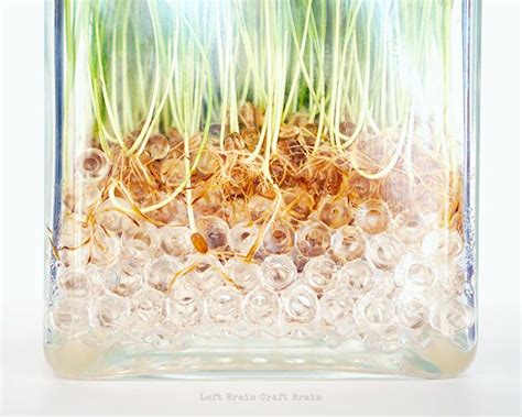 Super Easy Science How To Grow Wheatgrass On Water Beads Growing Wheat Grass Wheat Grass