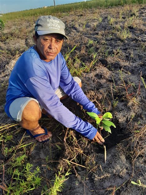 Plantar Rvores Produzir Alimentos Saud Veis Mst