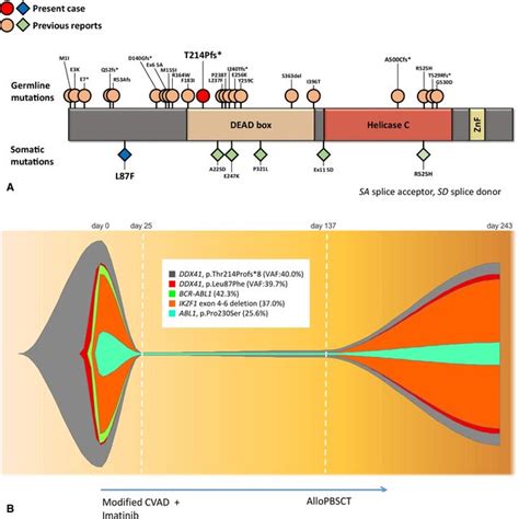 A Schematic Representation Of The Reported Germline And Somatic DDX41