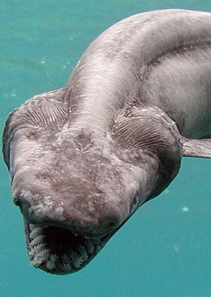 Frilled Shark Fan Casting