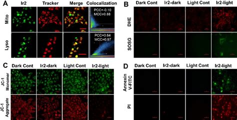 A In Cell Localization Of Ir2 10 μm In Hepg2 Cells Co Stained With